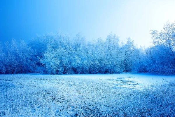 Beautiful Snowy Landscape Snow Covered Trees — Stock Photo, Image
