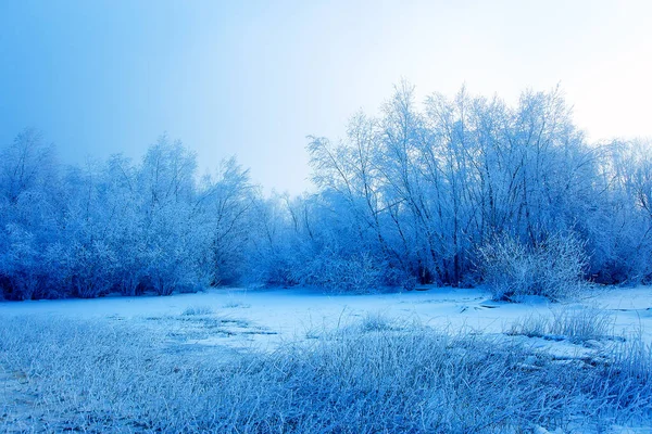 Krásná Zasněžená Krajina Zasněžené Pokryté Stromy — Stock fotografie