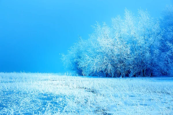 Bela Paisagem Nevada Árvores Cobertas Neve — Fotografia de Stock