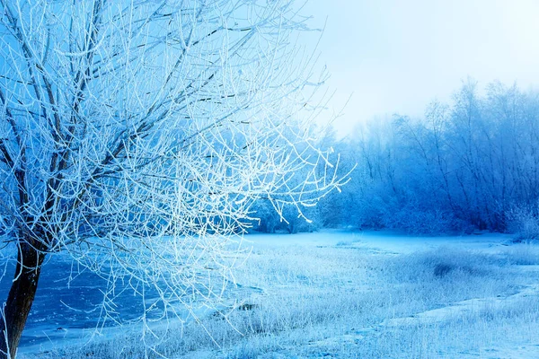 Vackert Snötäckt Landskap Och Snötäckta Träd — Stockfoto