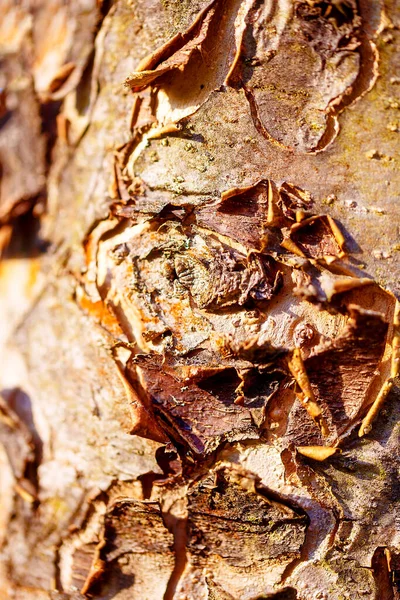 Krásný Detail Kůry Stromu — Stock fotografie