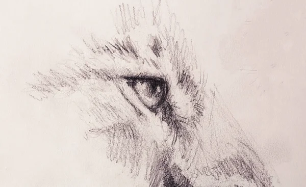 Aslan gözü. Eski kağıt üzerine hayvan çizimi