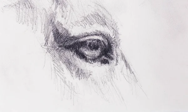 Horse Eye Old Paper Original Hand Draw — Stock Photo, Image