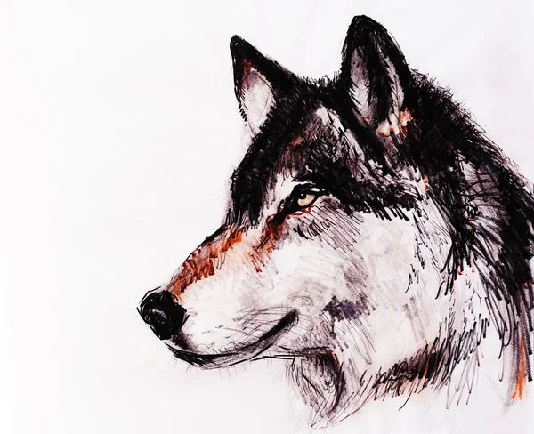 Eski kağıda kurt resmi çizmek, orijinal el çizimi.