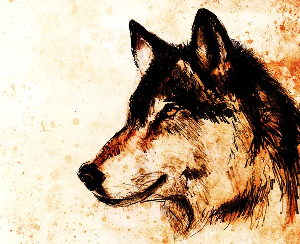古い紙の上にオオカミを描く 元の手描き 色効果 — ストック写真