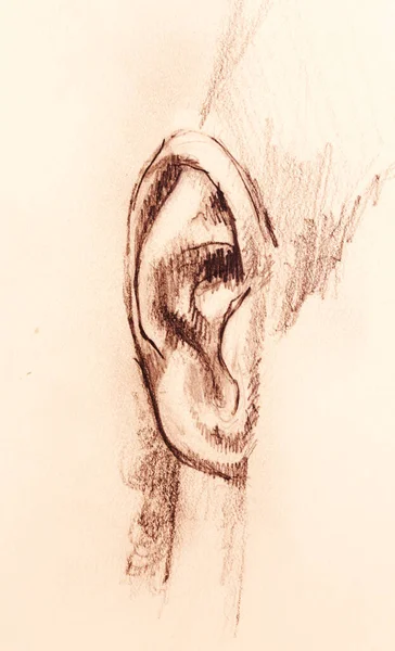 Художній Ескіз Лицьових Частин Деталь Вуха Білому Тлі Паперу — стокове фото