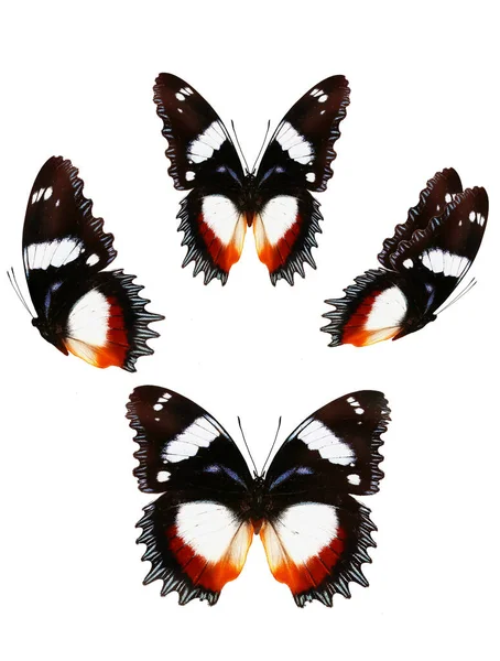 飞蝴蝶和裁剪路径 — 图库矢量图片