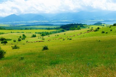 Güzel yeşil bir çayırda otlayan inek sürüsü ve arka planda dağlar.