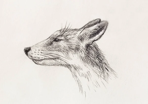 Retrato Fox Desenho Lápis Sobre Papel Espaço Cópia — Fotografia de Stock