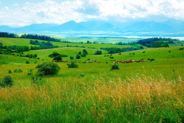Kuhherde Weidet Auf Einer Schönen Grünen Wiese Mit Bergen Hintergrund — Stockfoto