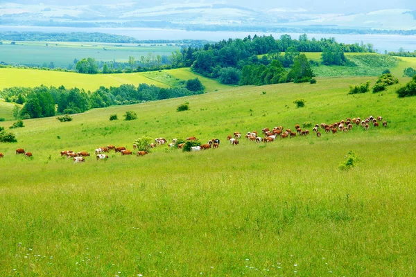 Rebaño Vacas Pastando Hermoso Prado Verde Con Montañas Fondo — Foto de Stock