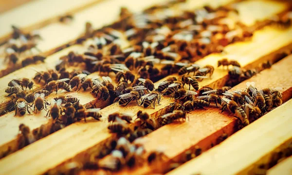 Včelí Plástve Medem Včelami Včelařství Jemný Grafický Efekt — Stock fotografie