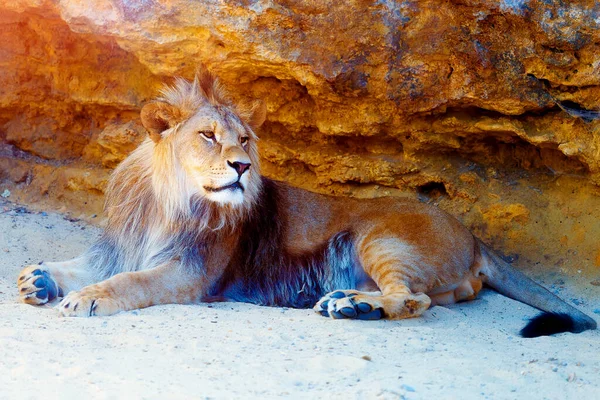 Beau Lion Reposant Soleil Fond Rocheux — Photo
