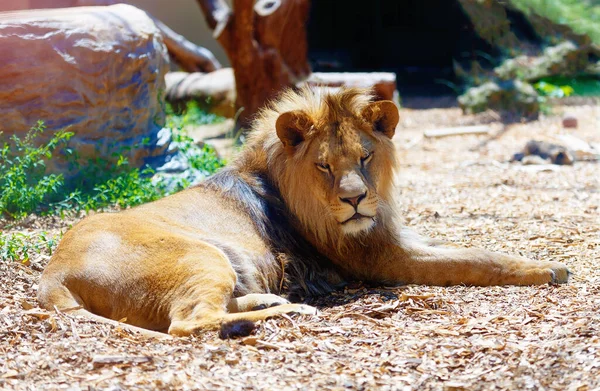 Beau Lion Reposant Soleil Fond Flou — Photo