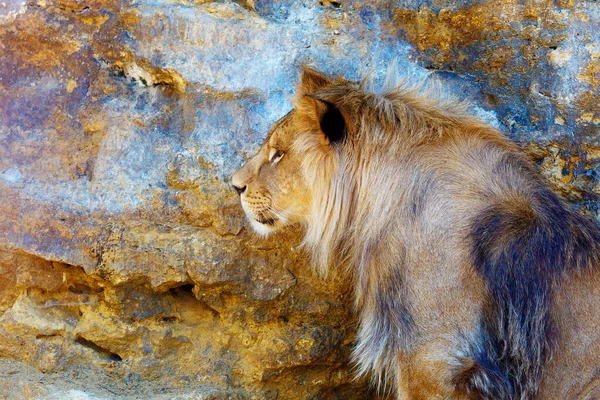 Beau Lion Reposant Soleil Fond Rocheux — Photo