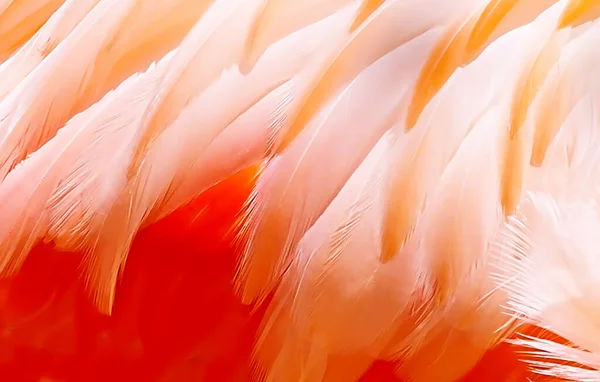 鳥の羽のコラージュ グラフィック効果のある写真 — ストック写真