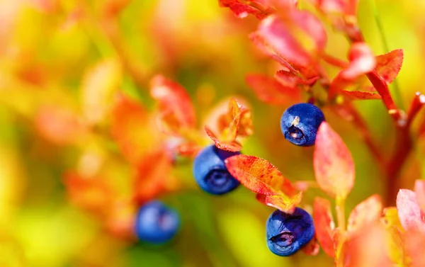 Myrtille Fruits Feuilles Avec Beau Fond Flou — Photo