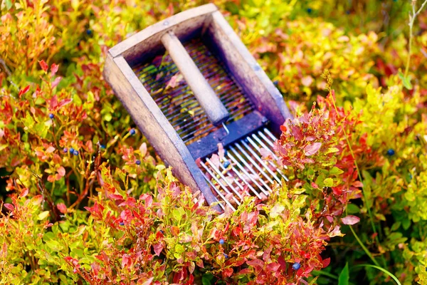 Comb Picking Blueberries Beautiful Photos Blur Background — Stock Photo, Image