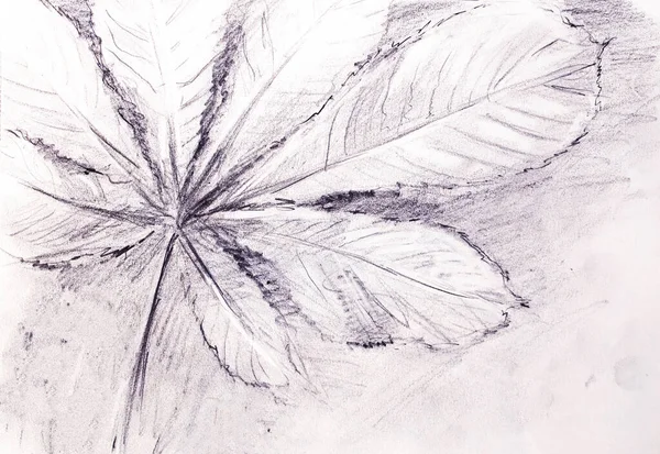 Pencil Drawing Old Paper Chestnut Leaf — Stock Photo, Image