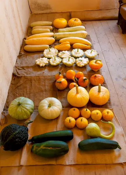 Reichhaltige Herbsternte Vieler Kürbissorten Und Farben — Stockfoto