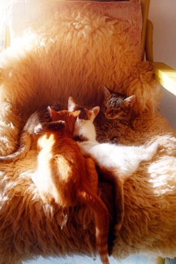 Kedi anne kürke uzanıyor, ve iki genç kedi