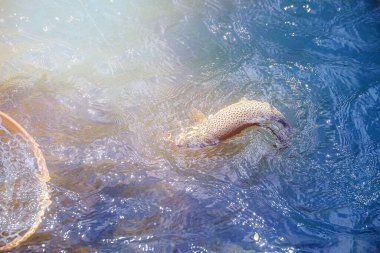 İniş ağındaki erkek dere alabalığı