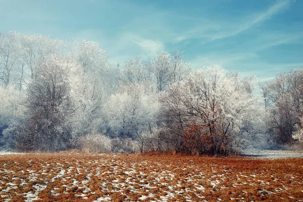 Beautiful Winter Morning Forest Frozen Tree — Stock Photo, Image