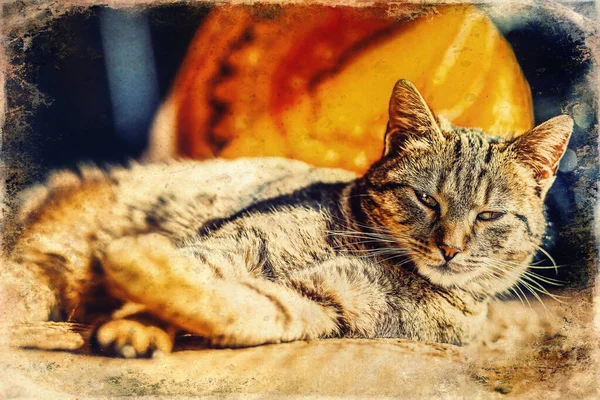 Cute Relaxing Gray Domestic Cat Closeup Portrait Old Photo Effect — Stock Photo, Image