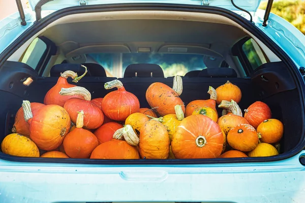 Viele Hokaido Kürbisse Auto — Stockfoto