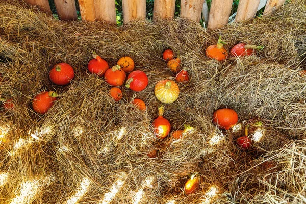 Viele Hokaido Kürbisse Auf Dem Herbstlichen Uskladnena Stroh — Stockfoto