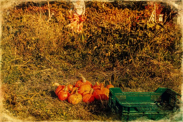 Jardín Permacultura Orgánica Cosecha Hokaido Efecto Foto Antigua —  Fotos de Stock