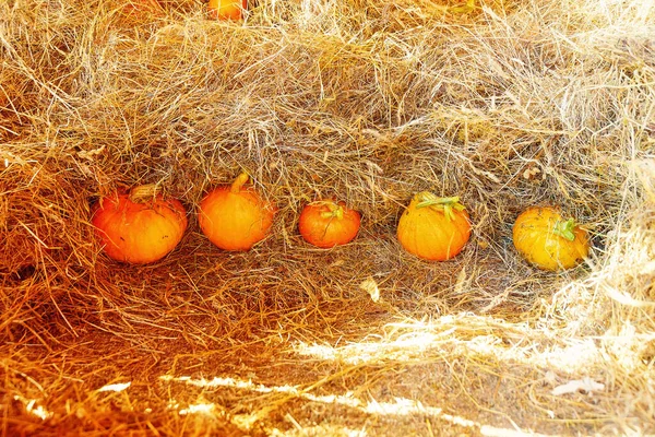 Viele Hokaido Kürbisse Auf Dem Herbstlichen Uskladnena Stroh — Stockfoto