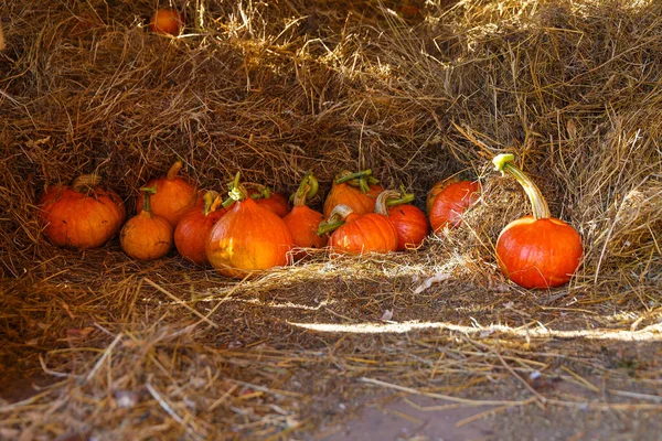 Lot Hokaido Pumpkins Autumn Uskladnena Straw — Stock Photo, Image