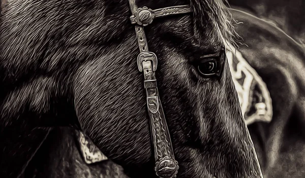 Close-up van een paardenoog. Op zwarte achtergrond. Zwart-wit kleur. — Stockfoto