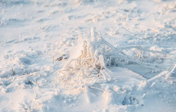 Snow covered field. Snow and snow-covered grass. — Stock Photo, Image