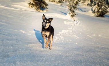 Dağdaki köpek, güzel karlı kış manzarası.