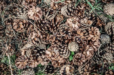 Çam kozalakları ve bazıları açıldı..