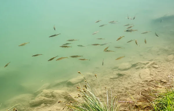 Cardumen de peces en el lago . — Foto de Stock