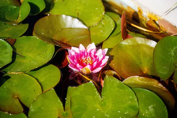 Blommande lotus i dammen, sommar utomhus dagsljus. — Stockfoto