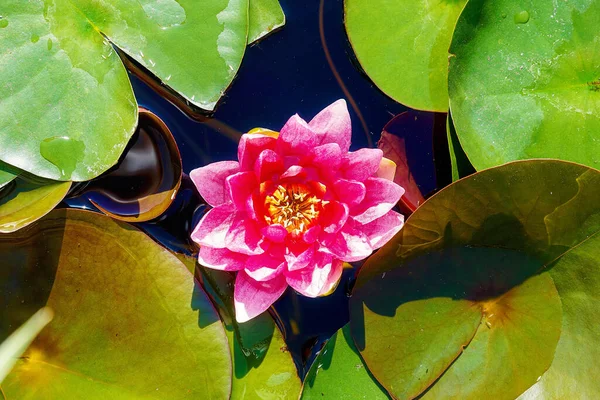 Blommande lotus i dammen, sommar utomhus dagsljus. — Stockfoto