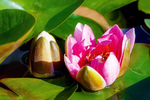 Blühender Lotus im Teich, Sommer Tageslicht im Freien. — Stockfoto