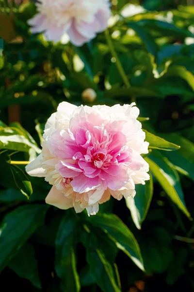Schöne rosa Blumen Pfingstrosen blühen, grüner Hintergrund. — Stockfoto