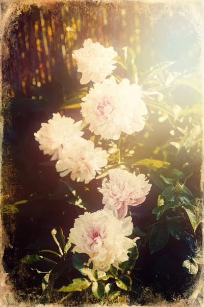 Belles pivoines florales roses fleurissant, fond vert . — Photo