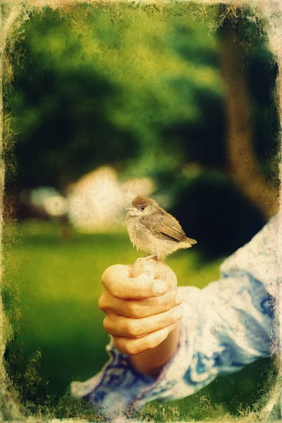 Femme avec un petit oiseau. oiseau à la main . — Photo