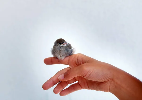 woman with a small bird. bird in hand.