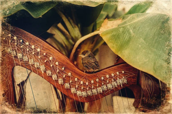 Harpa irlandesa e pássaro smal. Fecho do instrumento . — Fotografia de Stock