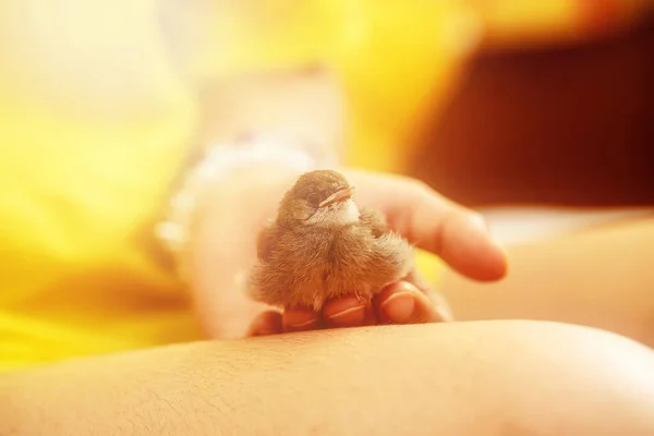 woman with a small bird. bird in hand.