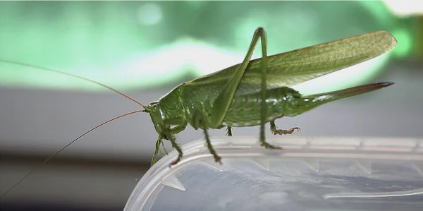 Plastik bir kutu üzerinde oturan büyük yeşil çekirge — Stok fotoğraf