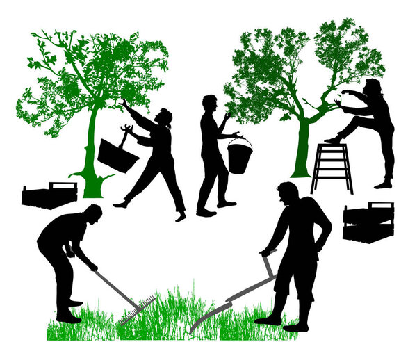 Семья фермеров собирала фрукты и работала в саду
