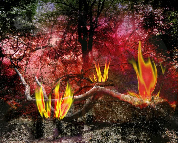 Paisaje de bosque oscuro con árboles ardientes y llamas — Foto de Stock